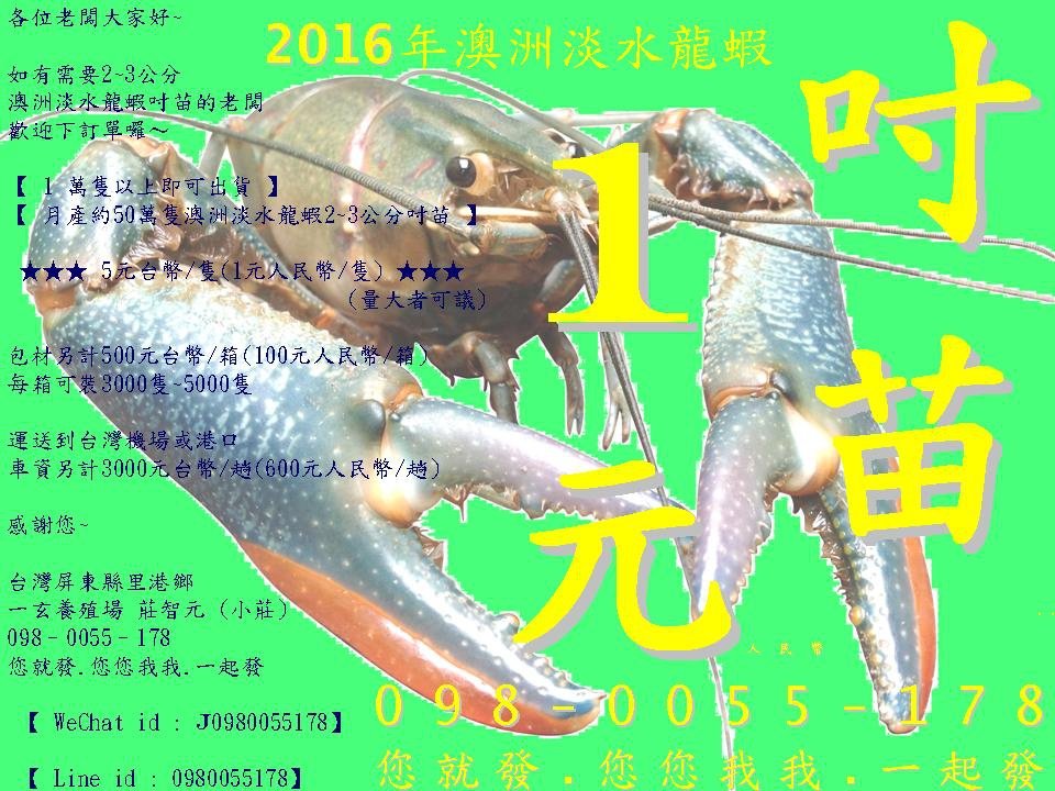 澳洲淡水龍蝦苗2016..