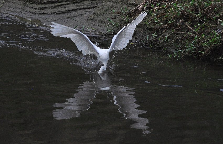 DSC_0183.JPG