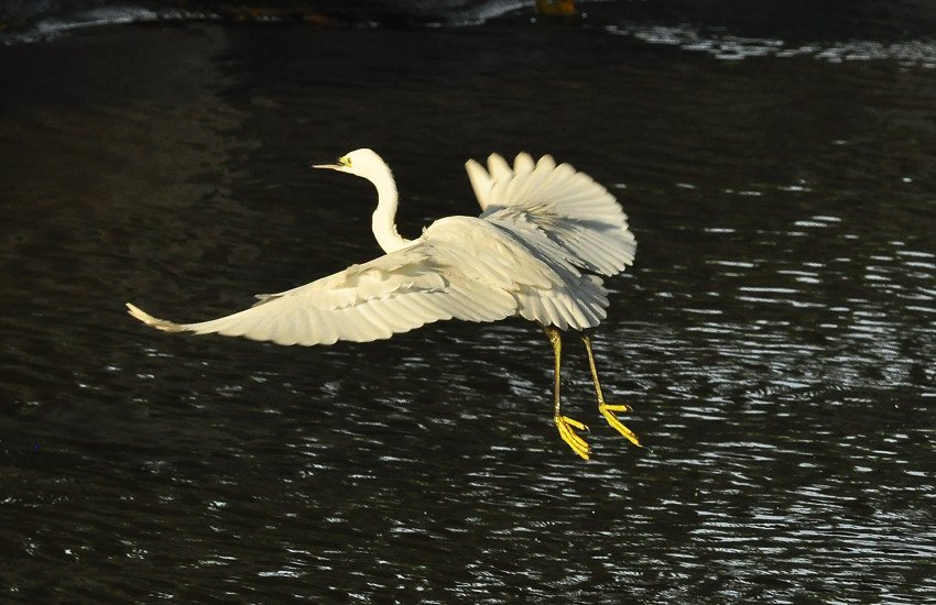 DSC_0505.JPG