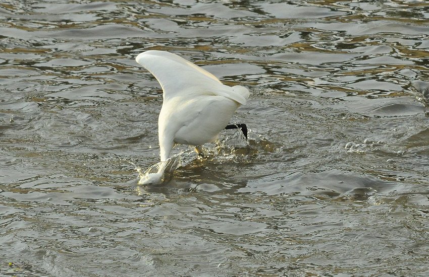 DSC_0522.JPG
