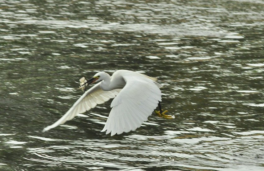 DSC_0621.JPG