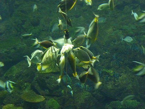 (3)海洋生物之家--海洋生物博物館