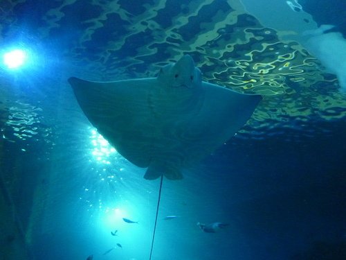 (3)海洋生物之家--海洋生物博物館