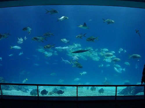 (3)海洋生物之家--海洋生物博物館