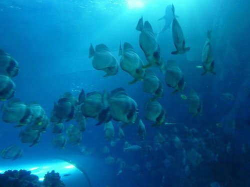 (3)海洋生物之家--海洋生物博物館