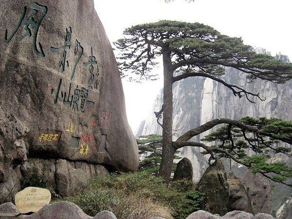 黃山迎客松