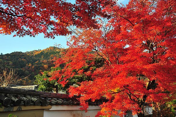 嵐山天龍寺.jpg