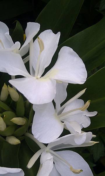 IMAG0516