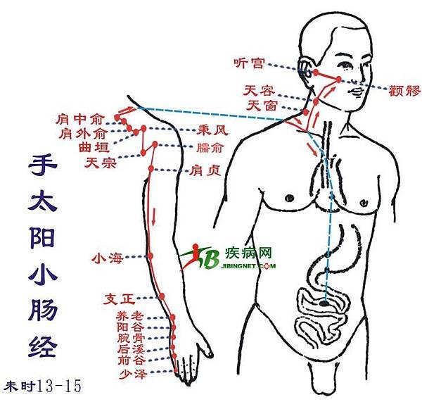 手太陽小腸經.jpg