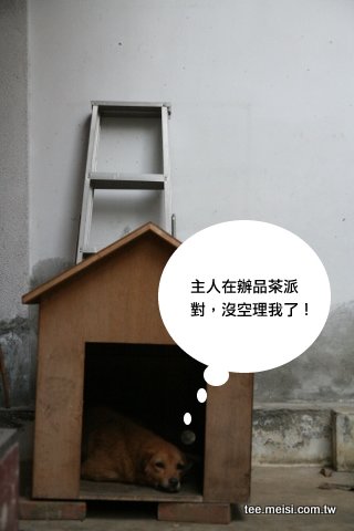 轉茶院子的小黃