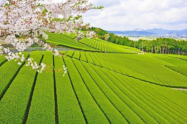 靜岡5市2町 桜と茶畑.jpg