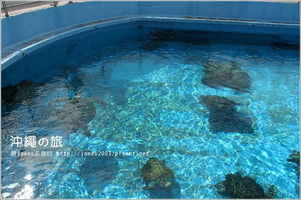 【沖繩之旅】海洋博公園-沖繩美麗海水族館47.JPG