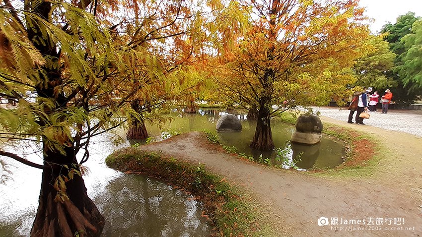 雲林景點-虎尾青埔落羽松秘境05.jpg