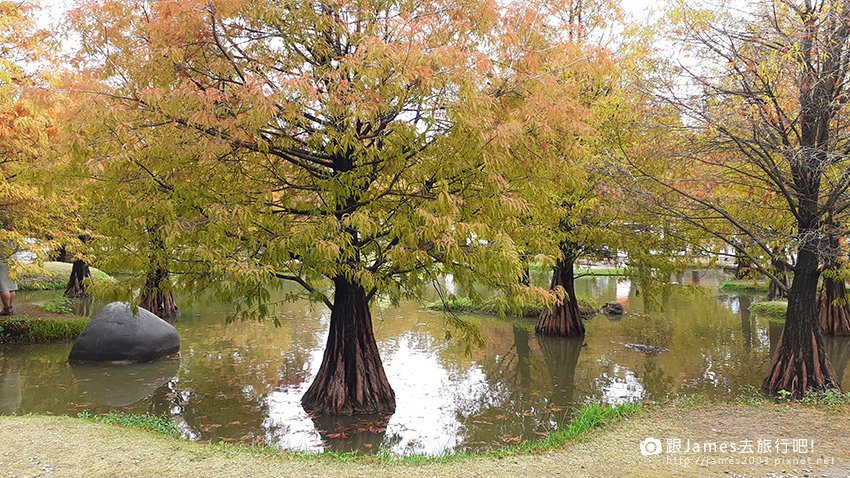 雲林景點-虎尾青埔落羽松秘境04.jpg