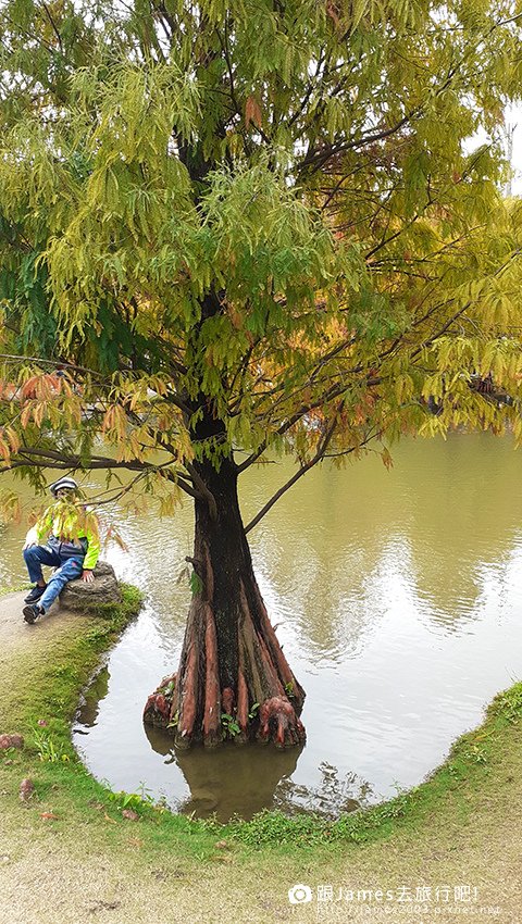 雲林景點-虎尾青埔落羽松秘境08.jpg