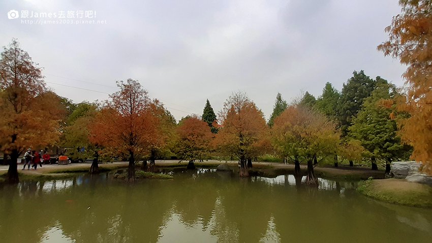 雲林景點-虎尾青埔落羽松秘境16.jpg