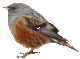 石上鳥