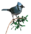枝頭鳥