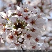 IMG_0610