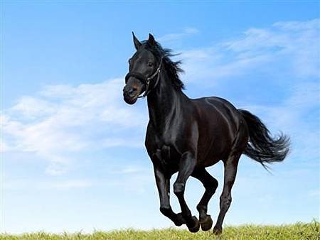 black_horse (自訂).jpg