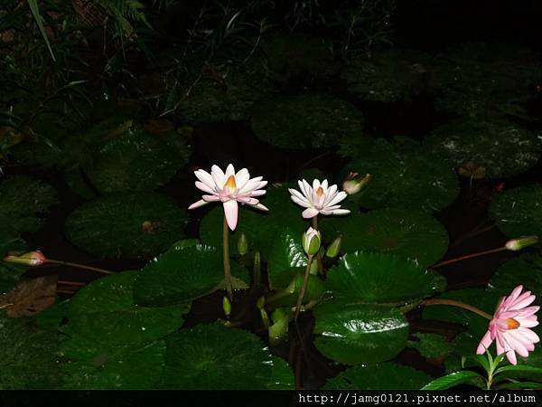 夜探富陽森林公園_09.JPG