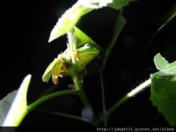 夜探富陽森林公園_13.JPG