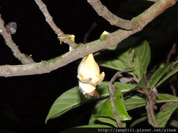 夜探富陽森林公園_18.JPG