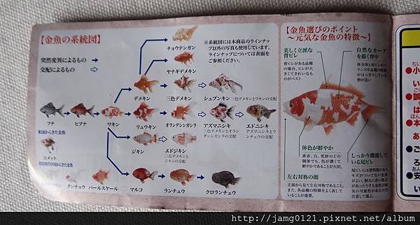 原色鑑賞魚圖鑑Ⅰ改訂增補版_49.JPG