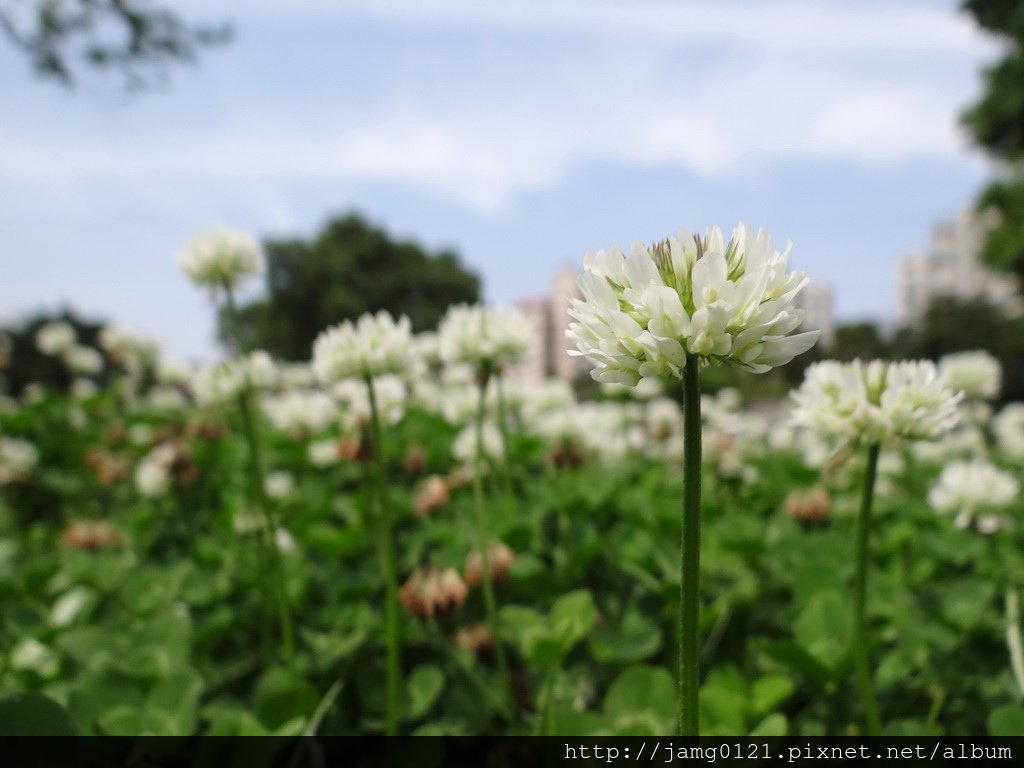 白花苜蓿_08.JPG