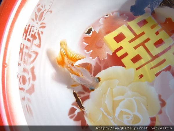 小蝶虎剝紀錄_07.JPG