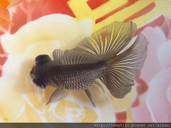 小蝶虎剝紀錄_11.JPG