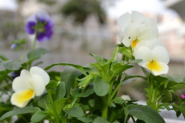 DSC_0982.JPG