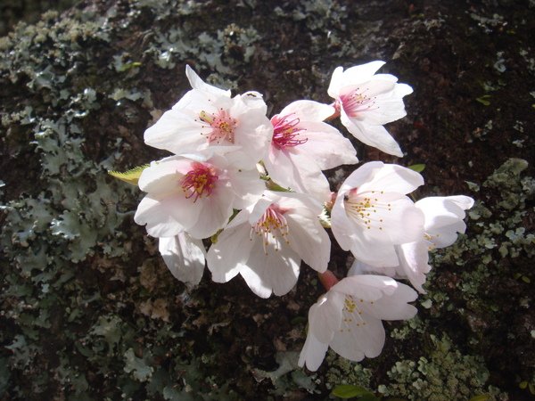 DSC07010.JPG