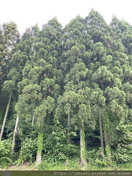 【長野】小布施散步去「岩松院」與「淨光寺」