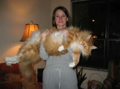 maine coon