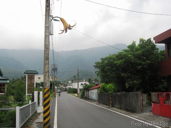 路邊金針花燈飾.jpg