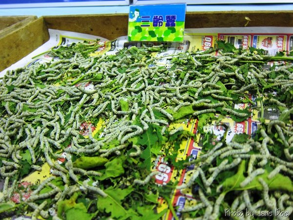 三齡蠶.jpg