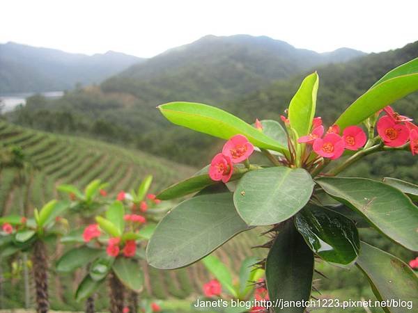 台北石碇八卦茶園