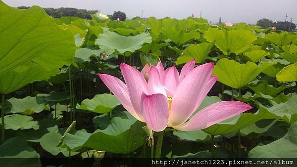 台南白河鎮蓮花