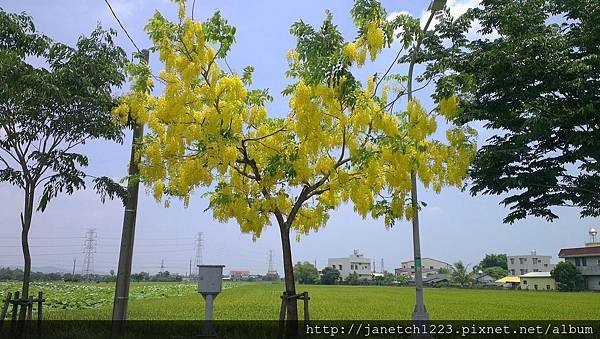 台南白河鎮蓮花