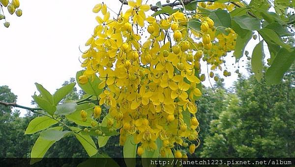 台南白河鎮蓮花