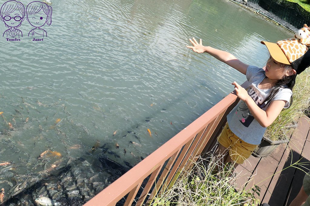 13 瑞穗棕櫚湖民宿 庭園式造景 餵魚