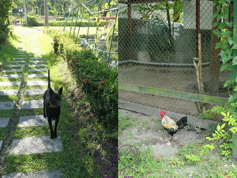 16 瑞穗棕櫚湖民宿 雞、狗