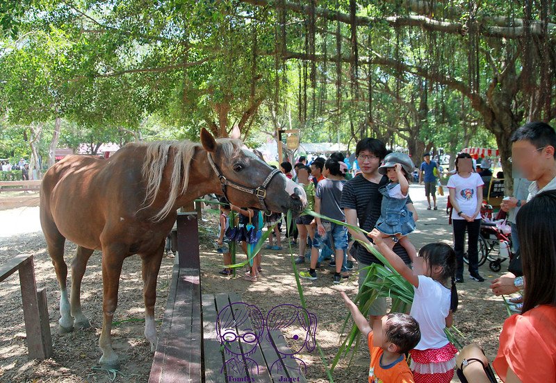 17 味全埔心牧場 餵馬吃草