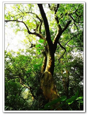 大板根森林溫泉渡假村35.jpg