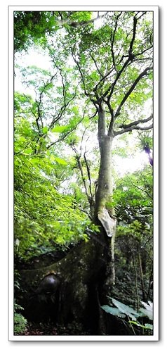 大板根森林溫泉渡假村33.jpg