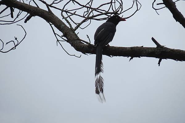 IMG_2278