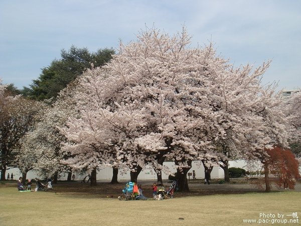 佐倉城址公園 (2).jpg