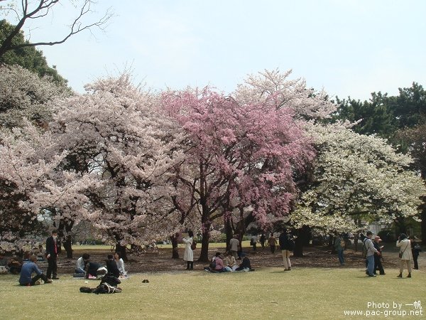 佐倉城址公園 (19).jpg