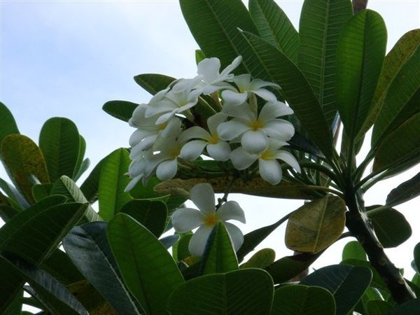 (107)雞蛋花.JPG